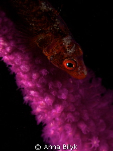 Whip goby by Anna Bilyk 